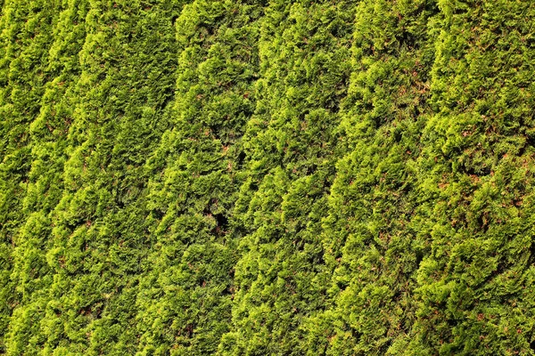 Ardıç yapraklar gibi arka plan