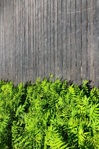 木製の板の背景に緑を葉します — ストック写真