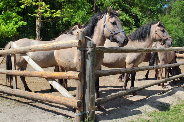 Konik (Equus ferus caballus), a Polish primitive semi-feral horse, in Roztocze national park, Poland