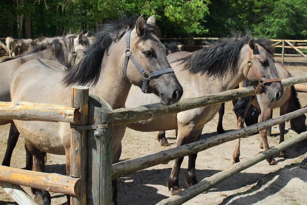 Konik (Equus ferus caballus), a Polish primitive semi-feral horse, in Roztocze national park, Poland