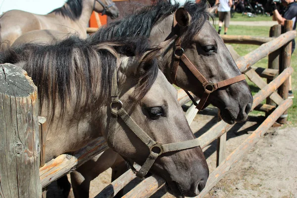 Konik Polski Equus Ferus Caballus Ein Polnisches Urpferd Nationalpark Roztocze — Stockfoto