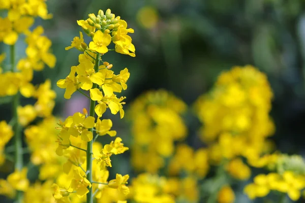 フィールドに黄色の菜の花 — ストック写真