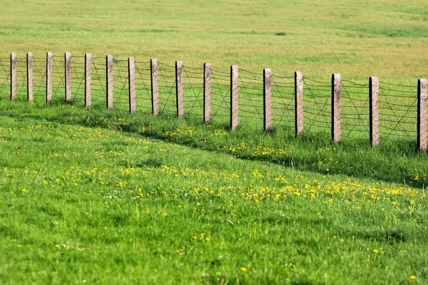 Prikkeldraad Hek Groen Gras — Stockfoto