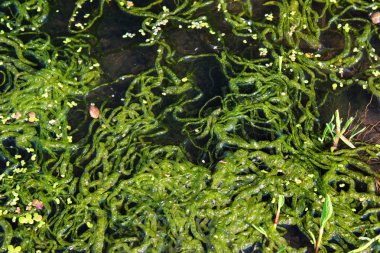 Gutweed (Ulva intestinalis) bir nehir 