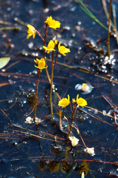 Bladderwort çiçek (Utricularia vulgaris) su yüzeyi üzerinde