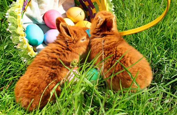 Wielkanocne Króliczki Zielonej Trawie Kosz Kolorowych Jaj — Zdjęcie stockowe