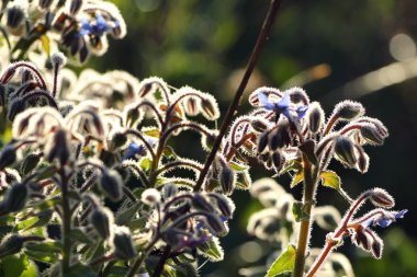 Ortak hodan yaprak ve çiçek