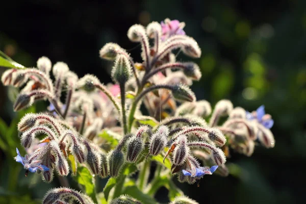 Ortak hodan yaprak ve çiçek
