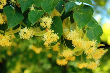 Ihlamur ağacı çiçek