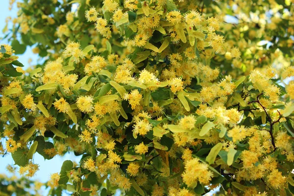菩提樹の花 — ストック写真