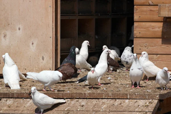 Siyah ve beyaz güvercinler ile ahşap dovecot