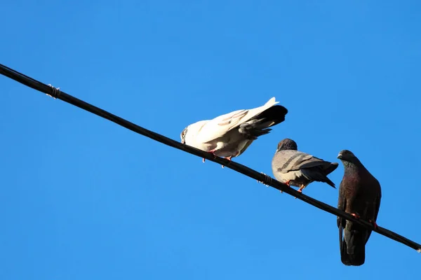 Güvercinler Mavi Gökyüzü Arka Plan Elektrik Telleri Üzerinde — Stok fotoğraf