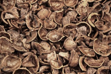 Arka plan olarak kırılmış ceviz kabukları