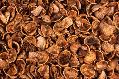 Arka plan olarak kırılmış ceviz kabukları