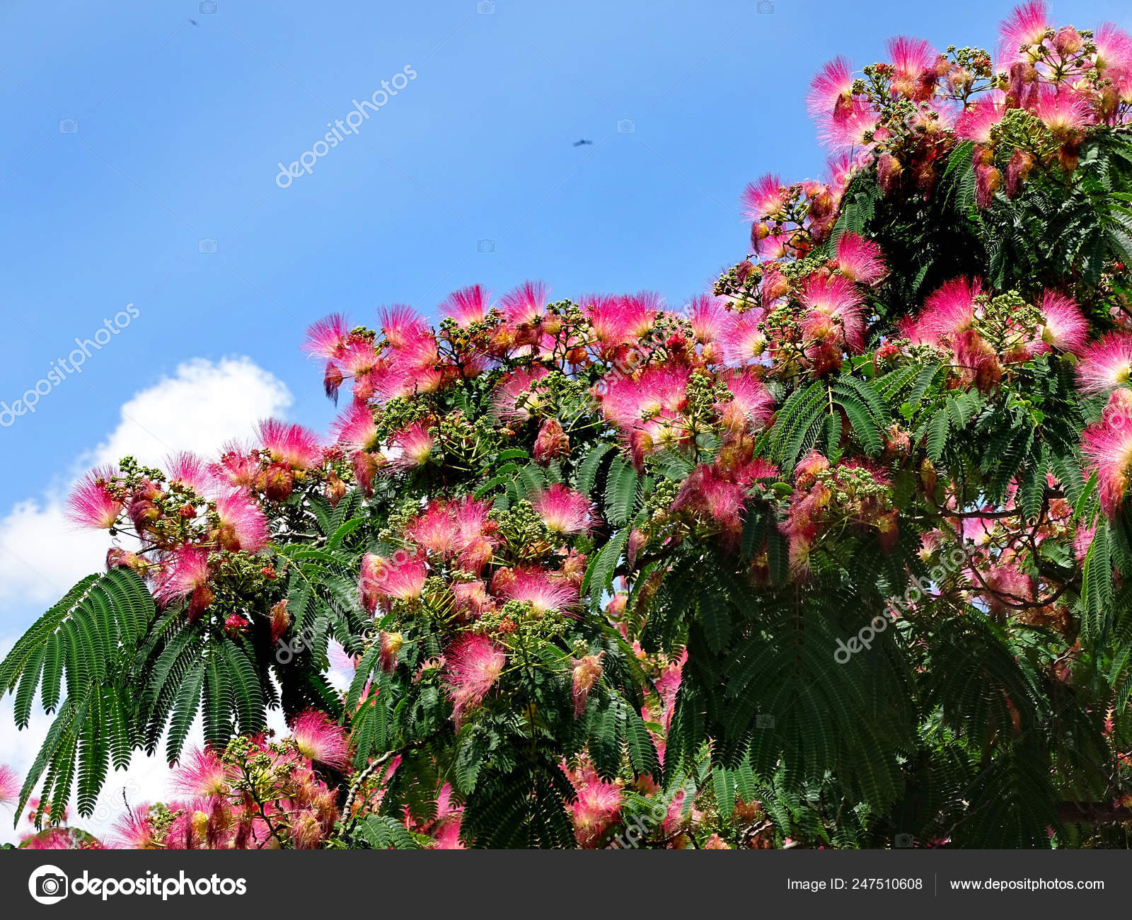 Flowers Of Persian Silk Tree Or Pink Silk Tree Albizia Julibris Stock Photo Image By C Tarkus Flowers Of Persian Silk Tree Or Pink Silk Tree Albizia Julibris Stock Photo Image By C Tarkus