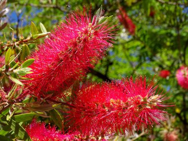 Çiçek bottlebrush çiçek (Callistemon linearis)