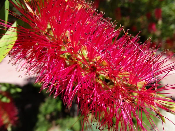 Bottlebrush flor (Callistemon linearis) em flor — Fotografia de Stock