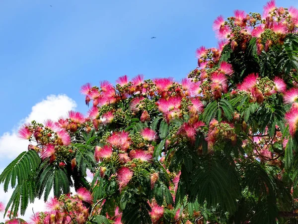 Flori de mătase persană sau de mătase roz (Albizia julibris — Fotografie, imagine de stoc