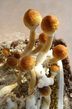 Psilocybe cubensis, sihirli mantar