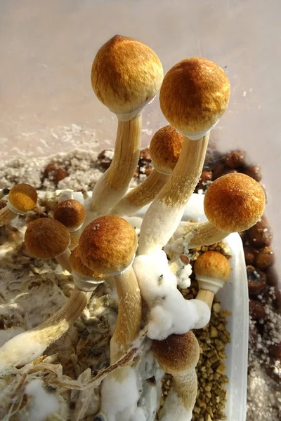 Psilocybe cubensis, champignons magiques — Photo