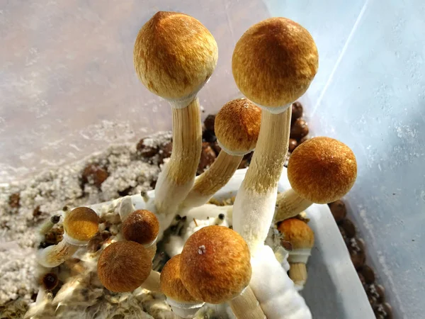 P Silocybe cubensis, магічні гриби — стокове фото