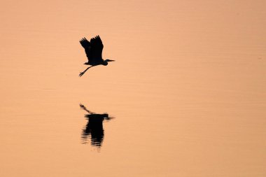 Gün batımında suyun üzerinde uçan gri balıkçıl