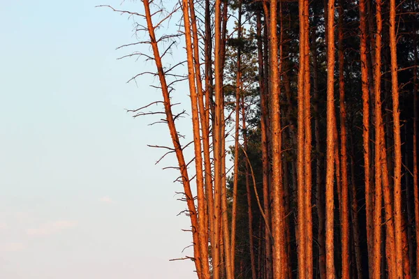 Vysokými borovicemi v lese — Stock fotografie