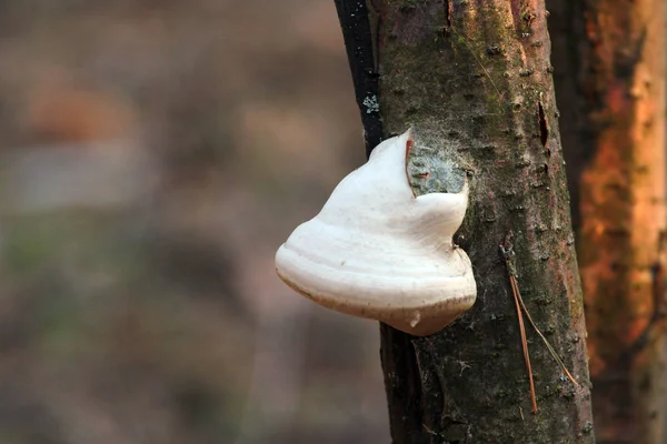 Jeune champignon amadou (Fomes fomentarius) sur un arbre — Photo