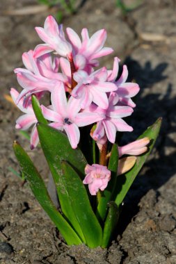 Bir flowerbed üzerinde Hyacinth çiçekler