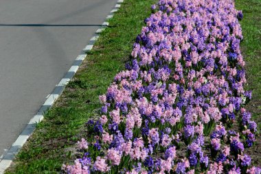 Bir bisiklet şeridi boyunca sümbül çiçekler ile flowerbed