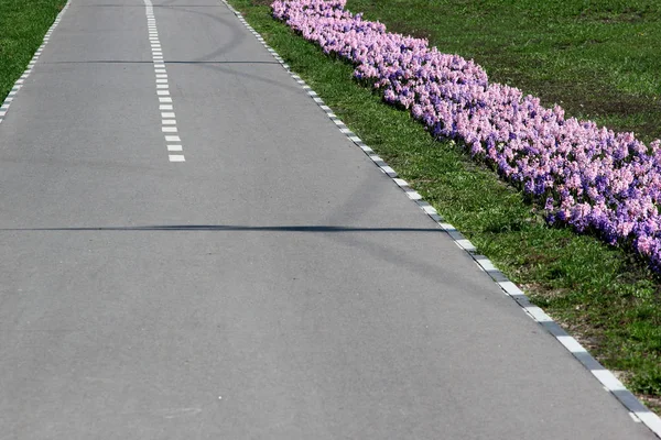 Bir bisiklet şeridi boyunca sümbül çiçekler ile flowerbed — Stok fotoğraf