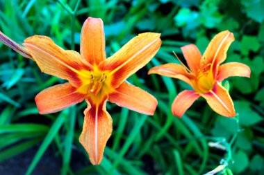 Kaplan zambağı çiçeği (Lilium bulbiferum)