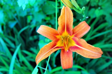 Kaplan zambağı çiçeği (Lilium bulbiferum)