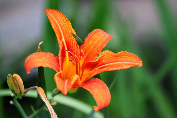 Flor de lírio-tigre (Lilium bulbiferum ) — Fotografia de Stock