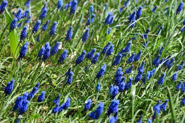 Üzüm sümbül çiçekleri (Muscari neglectum)