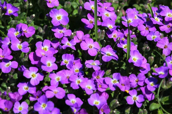 ライラックブッシュ、または紫色の岩のクレスの花(オーブリエタ・デルトアイディア) — ストック写真