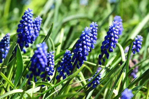 Üzüm sümbül çiçekleri (Muscari neglectum) — Stok fotoğraf