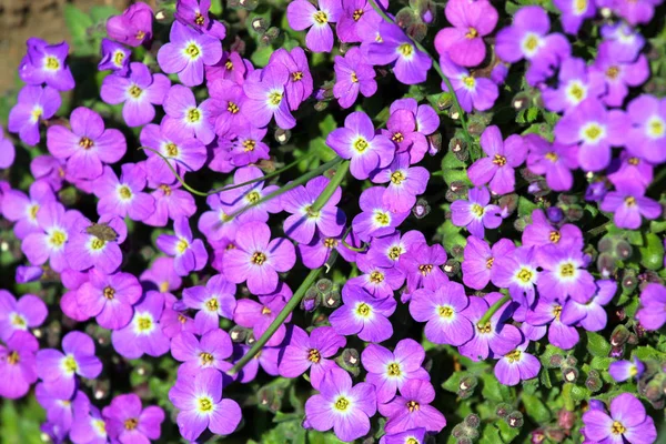 Lilacbush, vagy lila rock zsázsa virágok (Aubrieta vízmegtartása) — Stock Fotó