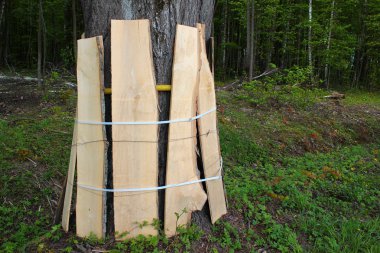 Yol yapımı sırasında ahşap plakalarla korunan yol kenarındaki ağaçların gövdeleri