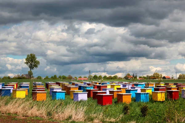 Ruches d'abeilles colorées dans une campagne — Photo