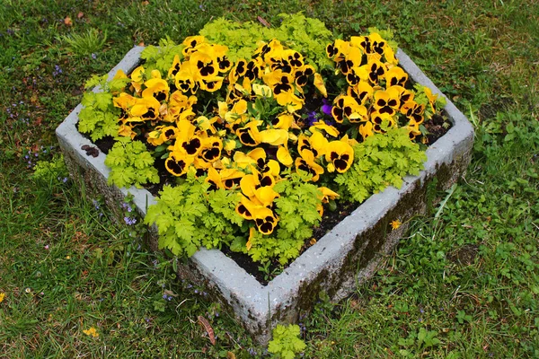 花壇の石のバスケットにヴィオラの花 — ストック写真