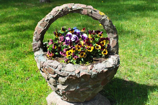 Flores de viola en canasta de piedra sobre un parterre —  Fotos de Stock