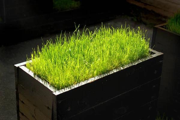Dark wooden planter box with bright green grass