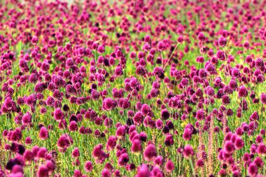 Yuvarlak başlı pırasa çiçekleri (Allium sphaerocephalon) 