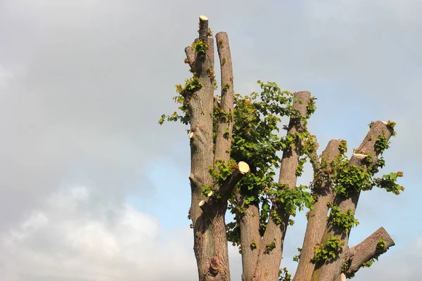 Starý limetový strom s odříznout nahoře — Stock fotografie