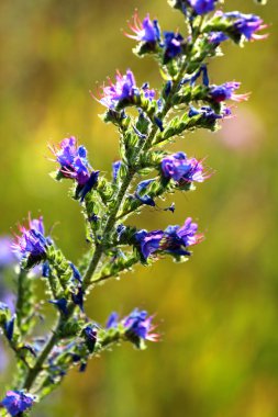 Blueweed çiçekleri (Echium vulgare)