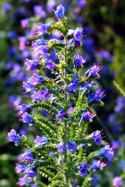 Blueweed çiçekleri (Echium vulgare)