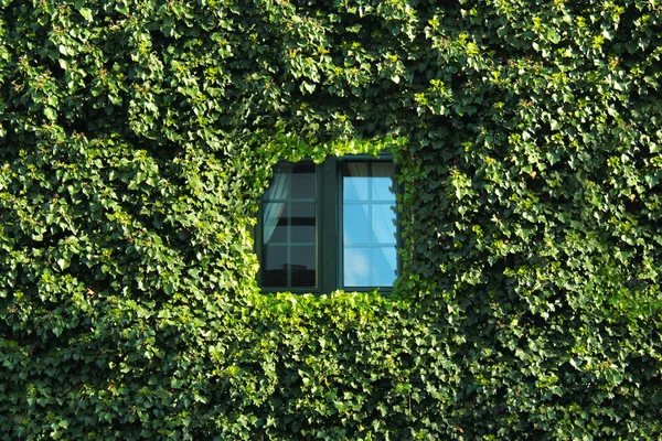 Window in a wall covered with green ivy