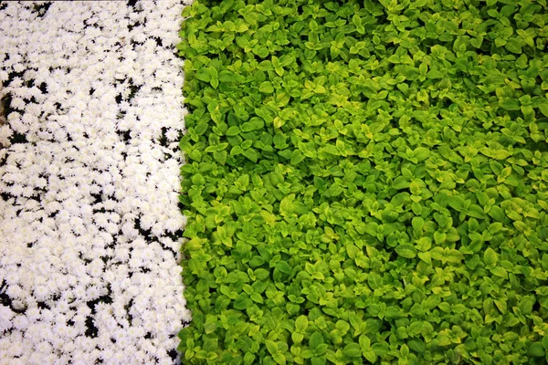 Fundo de folhas verdes e flores brancas . — Fotografia de Stock
