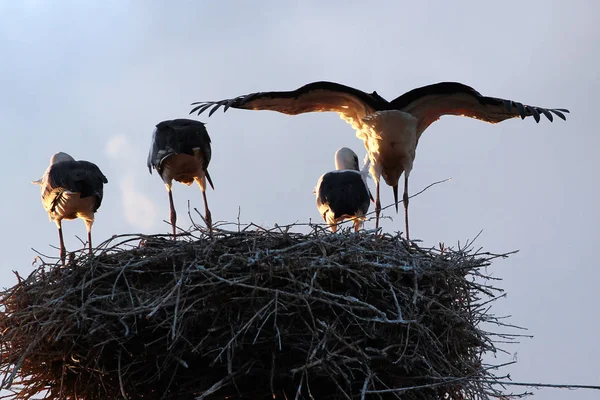Rear view of four storks in their nest — Stock Photo, Image